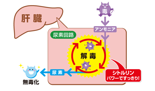 尿素回路とは？